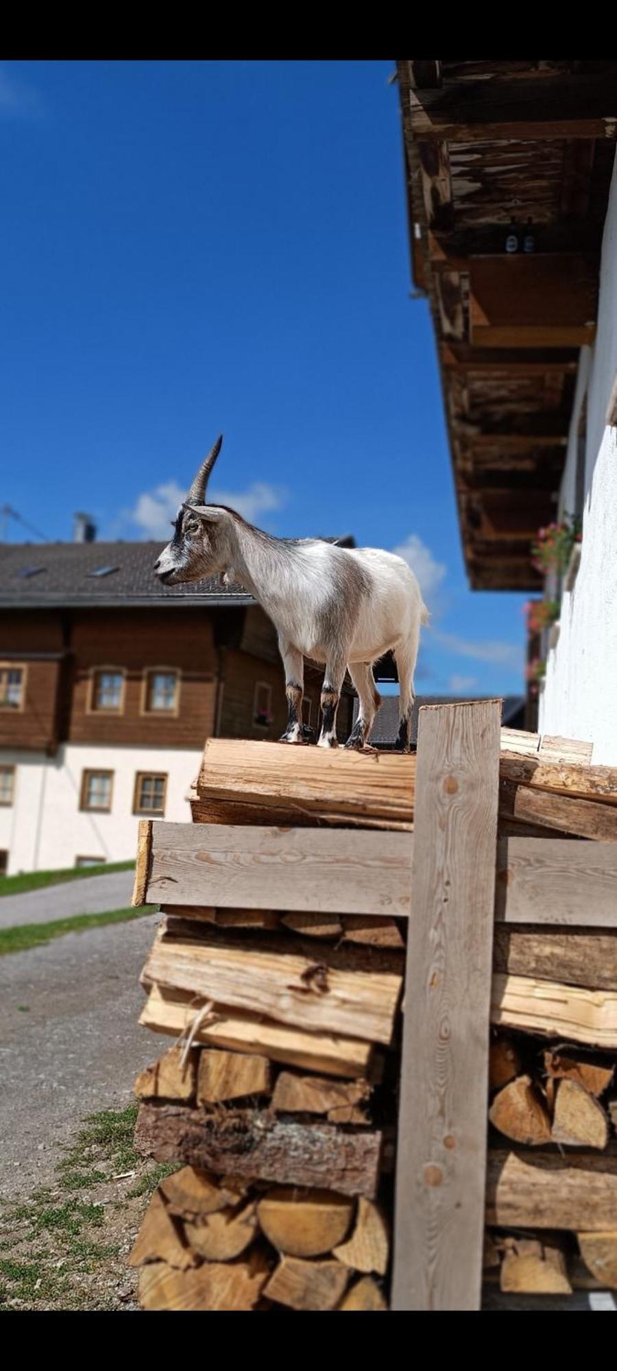 Nigglerhof Daire Liesing Dış mekan fotoğraf